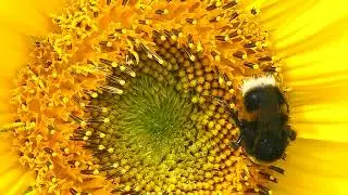 Bee feeding on sunflower close up