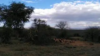 Cooperatively hunting pale chanting goshawks vs vulturine guineafowl - Round 2