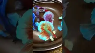 Betta fish price in 2024