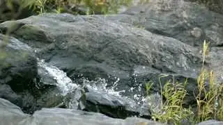 Connectivity - The Restoration of 40 Mile Creek