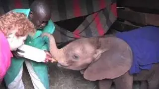 Rescued Orphan Elephants, Sheldrick Trust