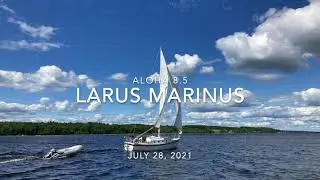 Larus Marinus