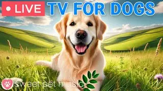 🔴24 Hours of Dog TV🎵🐶Calming Music for Dog Sleep🐾🩷Soothing Music for Dogs with Stress and Anxiety