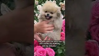 This dog is not for you if you can&rsquo;t handle fluff with attitude 🐕
