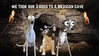 We Took Our 3 Dogs on a Mexican Cave Adventure!