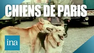 1980 : Il prom&egrave;ne ses chiens sans laisse &agrave; Paris | Archive INA