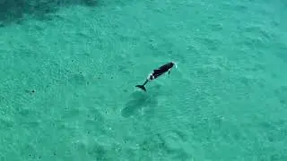 Dolphins Part 1