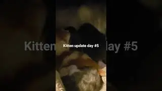 Kitten update day #5 #cats #cat