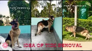 Dog tick removal || Tick removal from dog ear || Tick removal on dog z🥰🥰😓