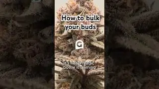 The secret to big bulking buds