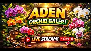 live sale anggrek koleksi 0823 2789 0174