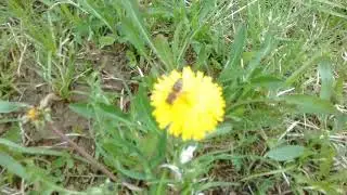 Wild bee picks up nectar from fragrant dandelion flowers.