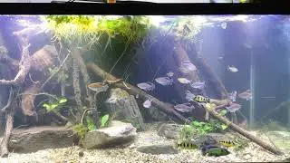 hemichromis elongatus  prespawnining behavior.