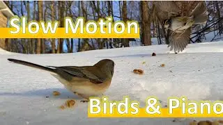 Slow Motion Birds | Stress relief | Relaxing Piano Music