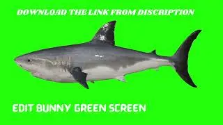 SHARK GREEN SCREEN VIDEO
