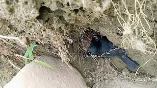 Mother Bird rescue babies from ants attack!