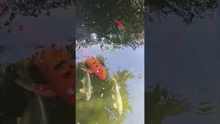 Magic carp fish miami 2025 🤭