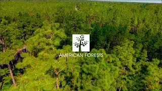 American Forests: Our Roots Run Deep