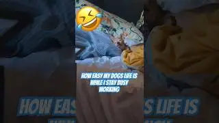 A day in the life of a dog #pet #cutedog #remotework #adventure #fun #dog #cute #trending #fyp