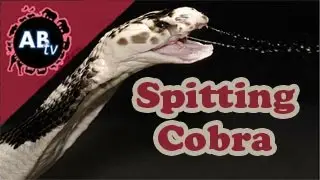 Spitting Cobra : Corey Wild - Ep. 7 : AnimalBytesTV