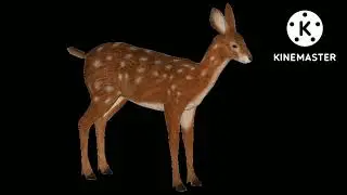 Rabbuck  Sound Effects