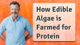 How Edible Algae is Farmed for Protein
