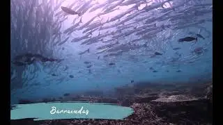 Diving in Sabah