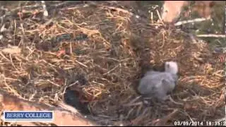 Berry's Eagles,Mama some day soon I will be going to branch,3/9/14