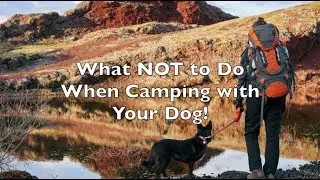 DIG Camping Tips - What Not to Do When Camping with your Dog!