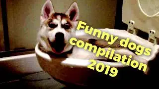 Funny dogs compilation 2019