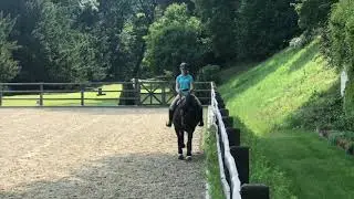 Cranach du Coussoul - PSL dressage gelding