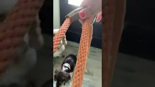Slip Lead Dog Leash Perfect for Quick Outings