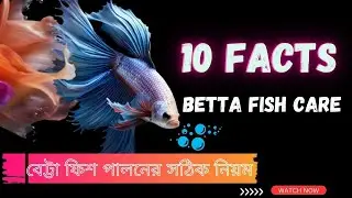 Betta fish care guide for beginners || Betta fish care || বেট্টা ফিশ পালনের সঠিক নিয়ম