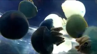 Blue Blubber Jellies Now in Polar Play Zone!