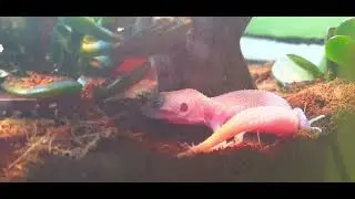 gecko l&eacute;opard mon diablo blanco