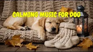 Dog Music for Restful Sleep and Separation Comfort 🐕🎵 | 12 HOURS of Relaxing Night Melodies
