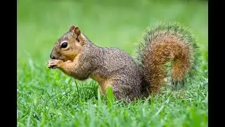 Ask a Naturalist: Animal Behavior