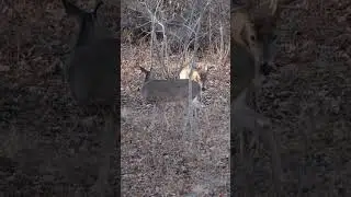 See ya this fall &ldquo;Ol&rsquo; Boy&rdquo; #hunting  #deer #bigbuck #buck