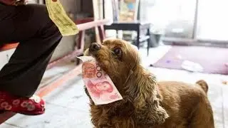 Dogs Begging For Money - animal languages - dog begging for money so cute funny