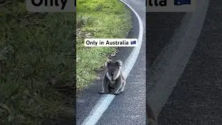 Spotted this on my morning drive 🐨 #koala #australia #onlyinaustralia #nativeanimals