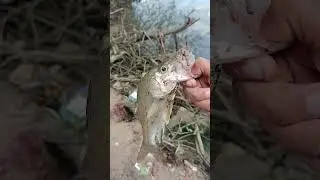 pesca #pescaria #fish  #fishing #fishinglife #fisherman #robalo #robalao #flecha #peva #bagre #mandi