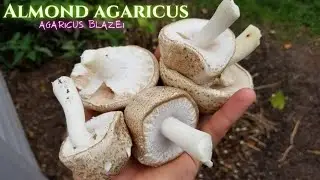 GROWING ALMOND AGARICUS, Agaricus Blazei, Outdoor Bed Update