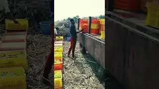 #Raisin Production🍇🍇 @ShetakariputraChidanand