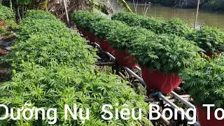 Phun Dưỡng  Siêu Nụ To Bông Giúp Vạn Thọ Đạt Cực Đại 