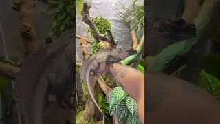 Hydrosaurus Microlophus