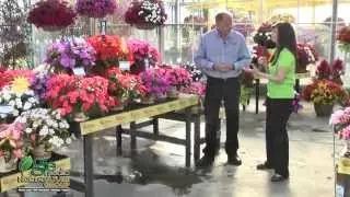 The Inside Scoop on SunPatiens® with Mark Seguin