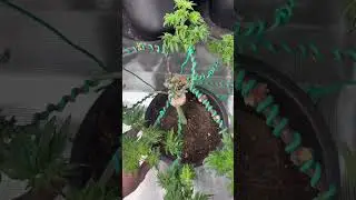 Freakshow Bonsai Tree 🌳 New Home, Green Rush Nutrients 🏔️ Beefy Bud, Bring On The Beautiful Bloom