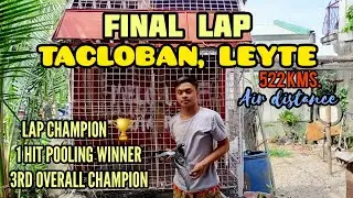 NEWBIE FANCIER NAGPAUWI NG TACLOBAN LAP WINNER NA OVERALL CHAMPION PA. HUSAY