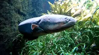 Aquarium, Zoo Hellabrunn/ Аквариум, зоопарк 