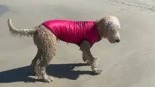 Dog Rashies from Surfdog Australia. The best products for Dogs that love the beach!
